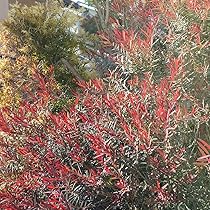 81F6CdQVmQL._AC_UL210_SR210,