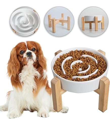 Dog Bowl Cat Feeder Slow Down Slow Feeder Dog Bowls Dog Bowls Slow