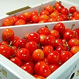 山形県産 さくらんぼ佐藤錦 or 紅秀峰 秀品 Ｌ玉 １ｋｇ バラ詰め