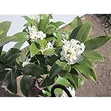 沈丁花(ジンチョウゲ)白 30cm前後(鉢底から)