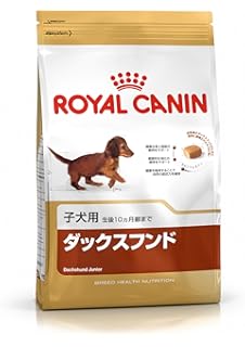 royal dachshund
