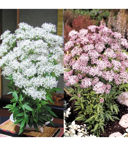 Amazon | フジバカマ 苗 赤白寄せ植え 藤袴 3号 山野草 宿根草