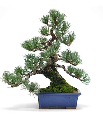 Amazon.co.jp: 清香園 縁起のいい五葉松の盆栽 お誕生日、お祝い