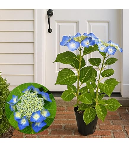 Amazon｜あじさい 早咲4月発送 さかもと園芸 達人のあじさい あじさい