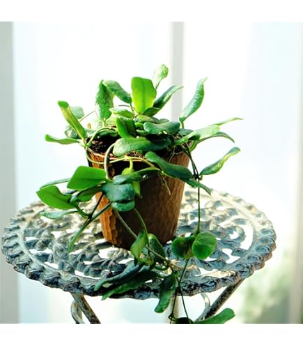 はぐさん専用 ＊Hoya ＊ ホヤ ＊ inflata Amazon.co.jp: Hoya inflata ホヤ インフラータ 希少 抜き苗