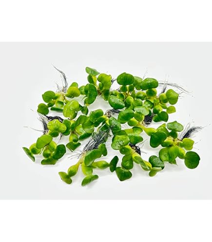 Amazon.co.jp: 水草 サルビニア ククラータ 8株 無農薬 浮草 メダカ