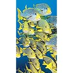 海の生き物 QHD(540×960)壁紙 The Ocean Unseen 2021 Calendar 海の生き物 QHD(540×960)壁紙 The Ocean Unseen 2021 Calendar