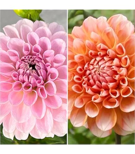 Amazon.co.jp: カフェオレディナープレート ダリア球根、植物、根、花