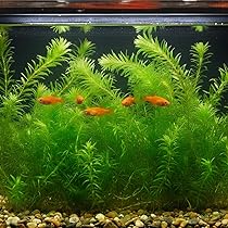 81H0rvkT6LL._AC_UL210_SR210,