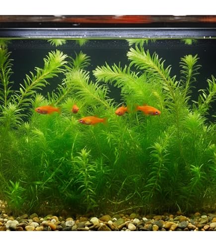 100本以上 熊本県産 バイカモ 稀少な日本の水草 【アナカリス も販売中】