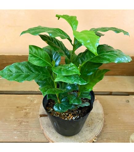 Amazon.co.jp: （観葉植物）コーヒーの木 3号（1ポット） 北海道冬季
