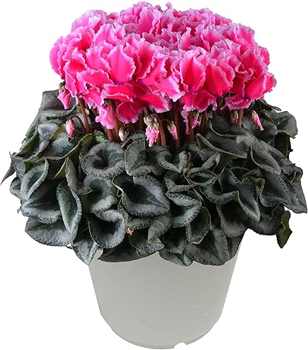 Amazon | 花のギフト社 シクラメン ギフト プレゼント 花 鉢植え 鉢花