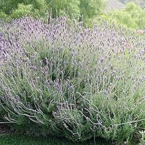 スィートラベンダーの大型journal＊Lavender Dream＊ Amazon.co.jp: ITANSE ラベンダー フォーボーストーム 3号