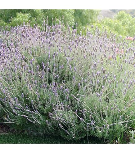 Amazon.co.jp: ラベンダー 苗 レースラベンダー 香る 四季咲き性 2個