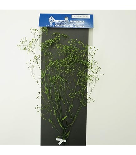 *かすみ草*ページ カスミソウ - Wikipedia