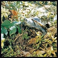 Amazon.co.jp: あぶらだこ(木盤)(紙ジャケット仕様): ミュージック