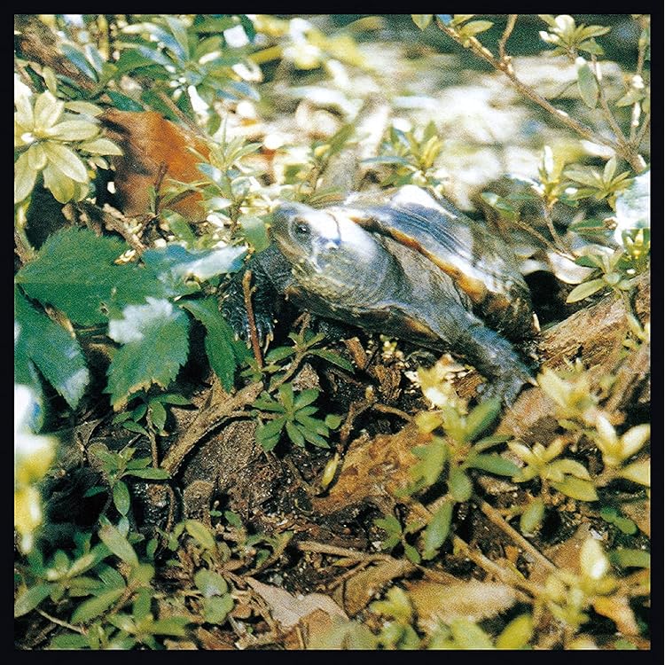 Amazon.co.jp: あぶらだこ(青盤)(紙ジャケット仕様): ミュージック