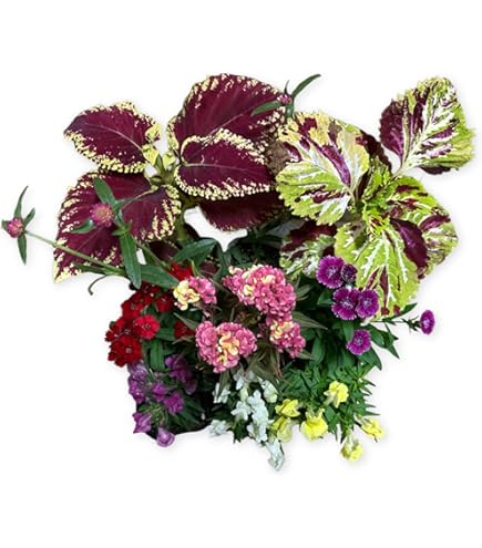 オシロイバナ　ミックス色　苗4株塊根　おしろい花　白粉花　夕化粧　白粉花　花の苗 オシロイバナ ミックス色 苗4株塊根 おしろい花 白粉花 夕化粧