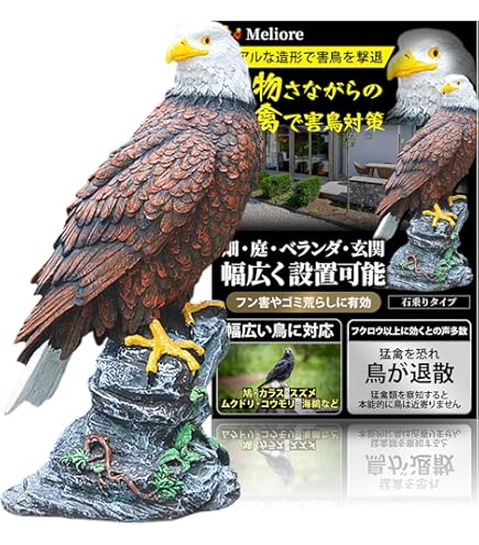 最強の風格B4白頭鷲 羽を広げた白頭鷲（ワシ） アメリカンイーグル/ アメリカ国鳥 権威