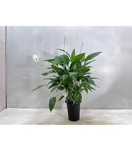 Amazon|スパティフィラム・センセーション 大苗 10号 観葉植物 Amazon|スパティフィラム・センセーション 大苗 10号 観葉植物
