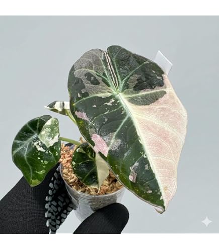 Amazon｜アロカシア ドラゴンブレス 希少 観葉植物 抜き苗 温室管理