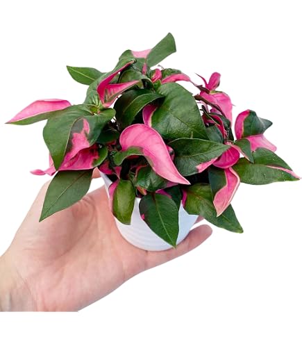 Amazon｜（観葉植物）ムラサキオモト 3．5号（1ポット）オーロラ