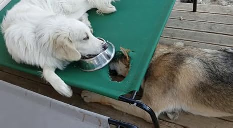 Amazon Amazonベーシック ペットベッド 脚つきコット型 71 X 53 X 18cm Xsサイズ グリーン Amazonベーシック Amazon Basics ペット用品 通販