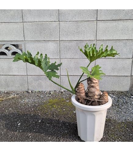 特級品❗️ フィロデンドロン　クッカバラ　観葉植物 Amazon.co.jp: 特級品 フィロデンドロン クッカバラ 特大極上苗 鉢付