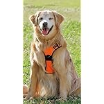 犬 XFVGA(480×854)壁紙 カレンダー2024 ゴールデン・レトリーバー 犬 XFVGA(480×854)壁紙 カレンダー2024 ゴールデン・レトリーバー