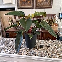 レア　超特大　フィロデンドロン　先祖返り　バーキン　ロジョコンゴ　2024419 フィロデンドロン ロジョコンゴ【現品】 | グリーンホビー