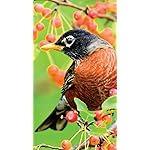 鳥 iPhone8,7,6 Plus 壁紙 拡大(1125×2001) Birds in our Garden 2023: Kalender 鳥 iPhone8,7,6 Plus 壁紙 拡大(1125×2001) Birds in our Garden 2023: Kalender
