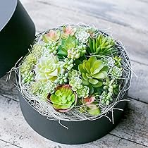 フェイク　多肉植物 楽天市場】フェイクグリーン リアル フェイクグリーン 壁掛け