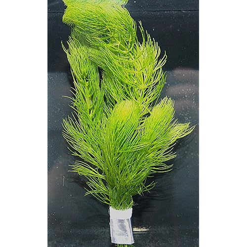 ［水草］国産マツモ（おもり巻き） 金魚草 無農薬 金魚・熱帯魚・メダカ・産卵床としても (５本巻き×３)