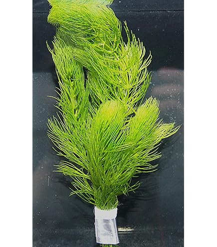Amazon.co.jp: [水草] 国産 アナカリス10本(おもり付き） 国産 無農薬
