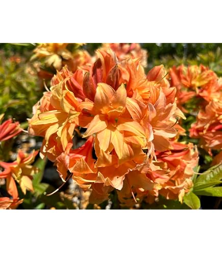 Amazon.co.jp: ツツジ 苗 シロヤシオツツジ 白八汐つつじ 白花 7号