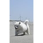 犬 iPhone SE/8/7/6s(750×1334)壁紙 いぬのきもち大判カレンダー2024 犬 iPhone SE/8/7/6s(750×1334)壁紙 いぬのきもち大判カレンダー2024