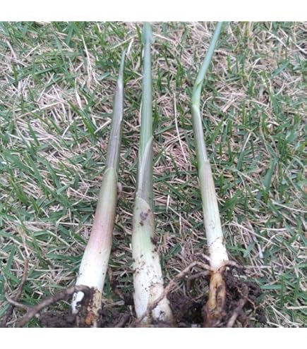 みょうが　抜き苗　　hooolly様　ご確認専用ページです Amazon.co.jp: 無農薬みょうがの苗 抜き苗7本 : DIY・工具・ガーデン