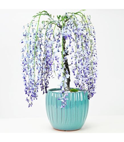 Amazon.co.jp: 盆栽妙 藤 フジ 一才藤 春咲き花盆栽 パープル