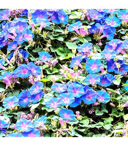 琉球ガラス　花　朝顔セット　あさがお　4色11本 琉球ガラス 花 朝顔セット あさがお 4色11本 花瓶・花器