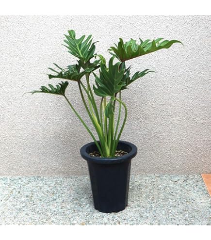 Amazon｜クッカバラ 5号｜観葉植物 オンライン通販