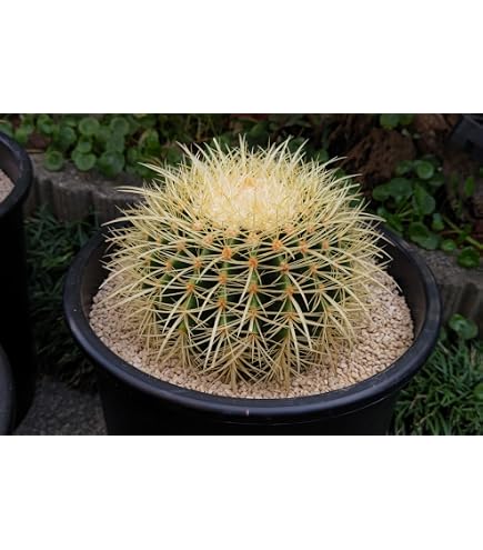 Amazon｜発根済 サボテン 金鯱 10号 キンシャチ大株6｜観葉植物