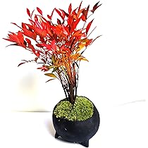 ナンテン 造花 インテリア 盆栽 楽天市場】桜盆栽：桜・南天寄せ植え(くらま鉢)*【2025年春開花