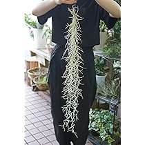 【専用商品】　チランジア　ウスネオイデス　大束8つ　スパニッシュモス 専用商品】 チランジア ウスネオイデス 大束8つ スパニッシュモス