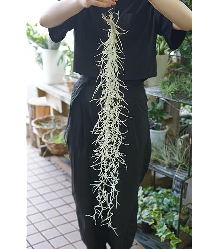 Amazon｜チランジア：ウスネオイデス（スパニッシュモス）長さ約40cm