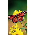 チョウ(蝶) iPhone8,7,6 Plus 壁紙(1242×2208) Schmetterlinge 2023: Kalender チョウ(蝶) iPhone8,7,6 Plus 壁紙(1242×2208) Schmetterlinge 2023: Kalender