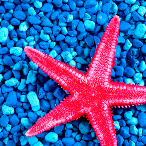 Amazon Co Jp ヒトデ写真コラージュ Amazon Co Jp ヒトデ写真コラージュ