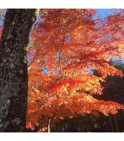 Amazon.co.jp: モミジ 紅葉 9cmポット 接木苗 もみじ (京の糸