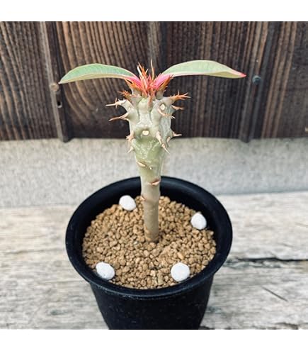 Amazon｜遊恵盆栽 コーデックス：ユーフォルビア デシドゥア 蓬莱島