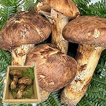 Amazon.co.jp: 国産 松茸 ひらき 約450g前後 4~8本程度 まつたけ