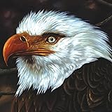 The Hawk Is Howling